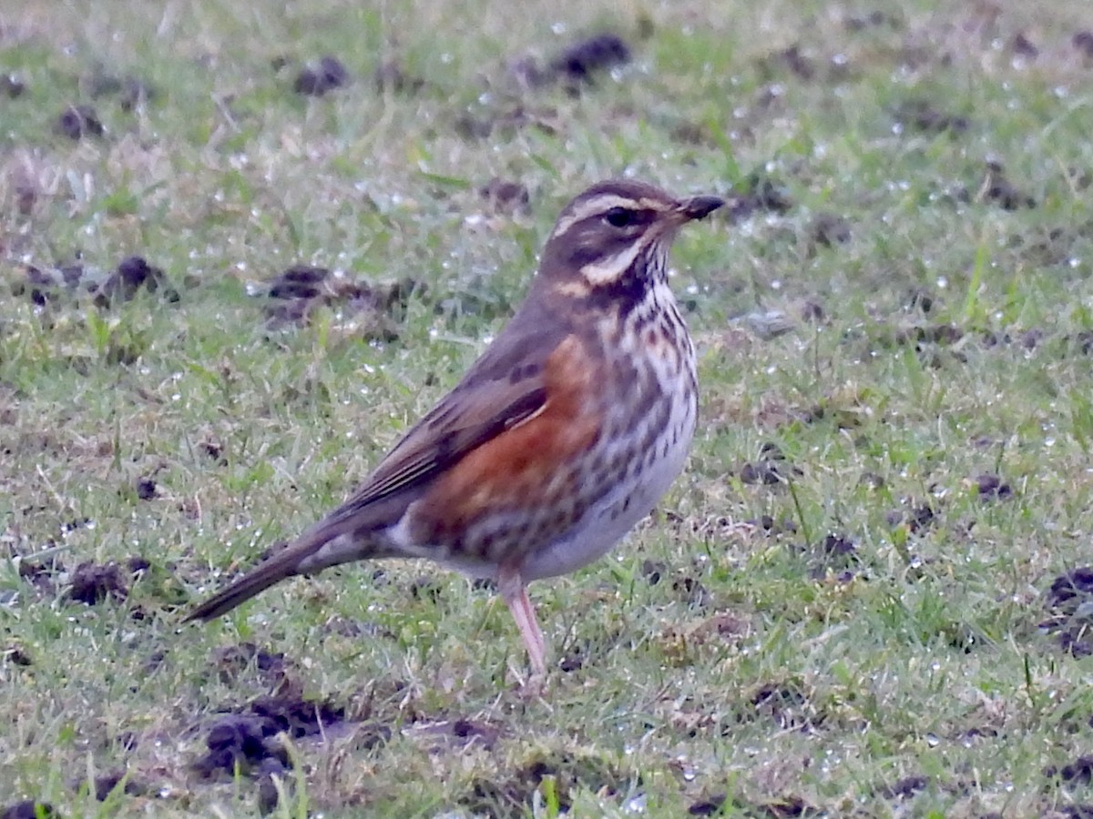 Redwing - ML630798683