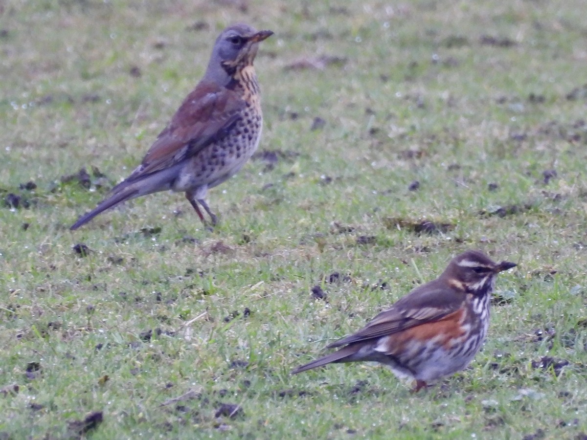 Fieldfare - ML630798706