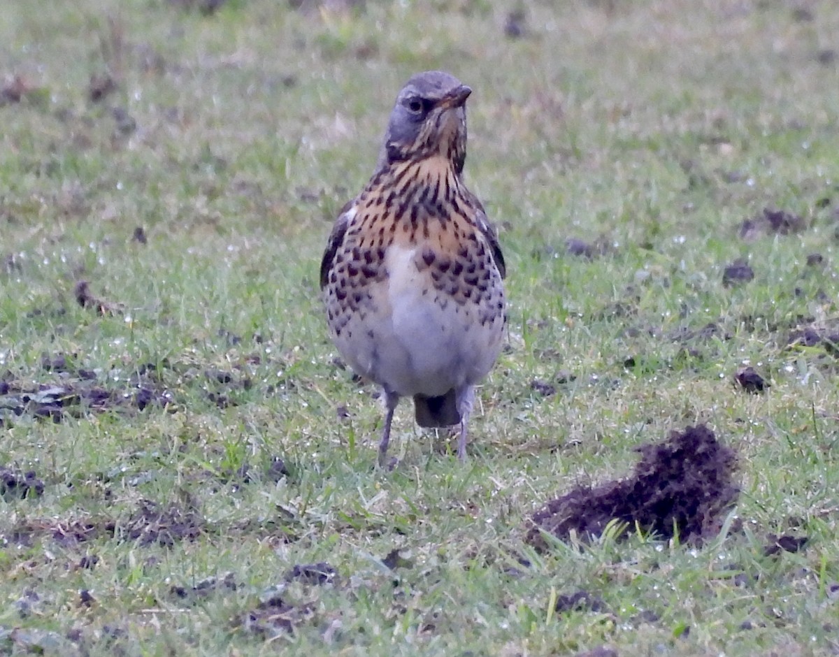 Fieldfare - ML630798707