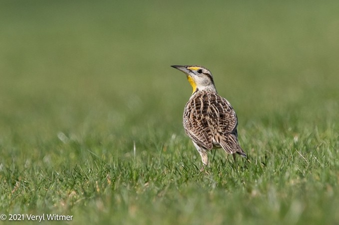 Eastern Meadowlark - ML630798786
