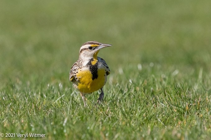 Eastern Meadowlark - ML630798787
