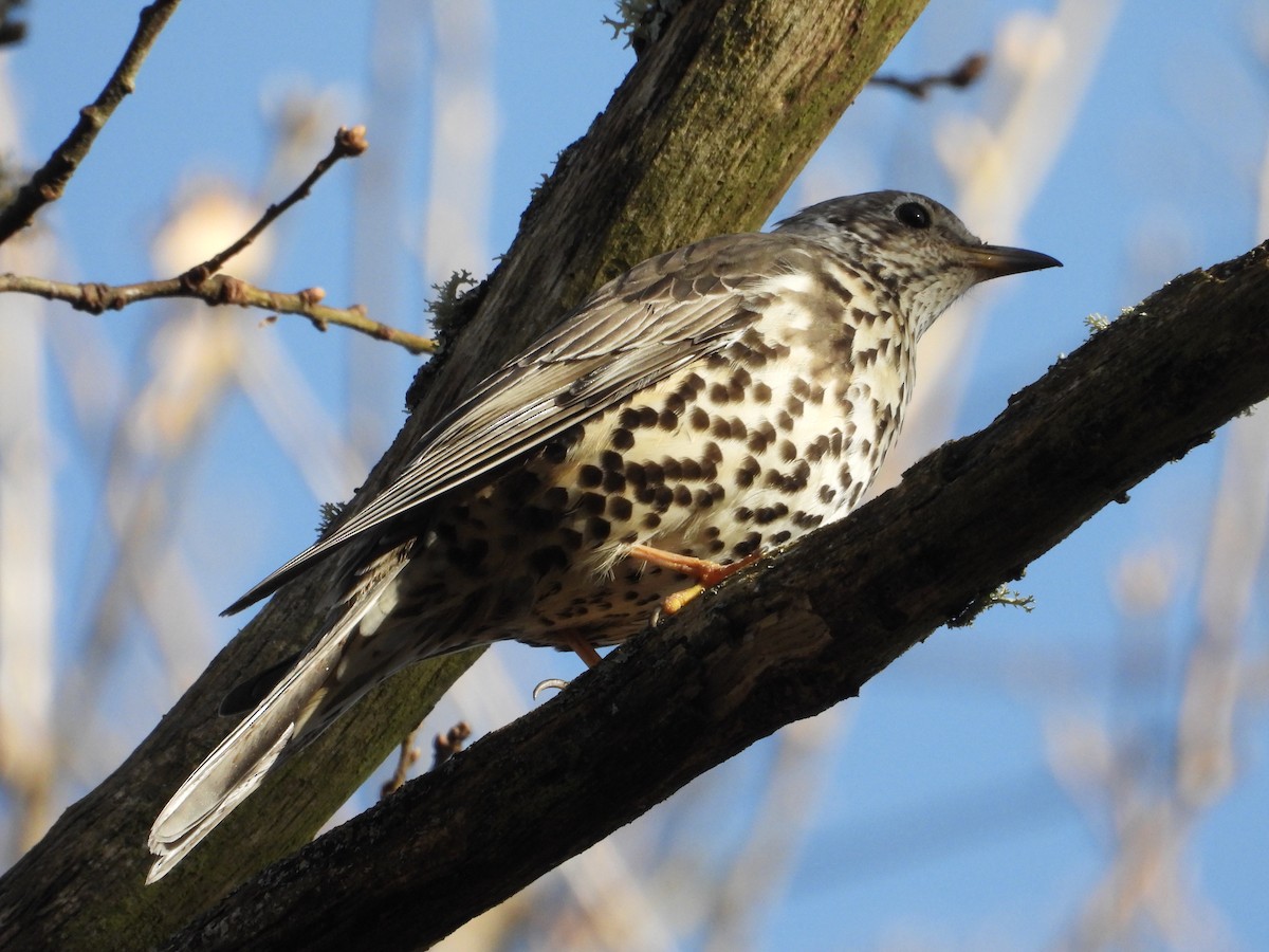 Бужмаг хөөндэй - ML630798813