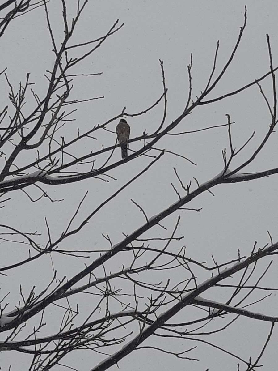 Sharp-shinned Hawk - ML630798892
