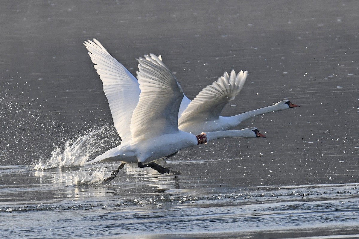 Mute Swan - ML630799350