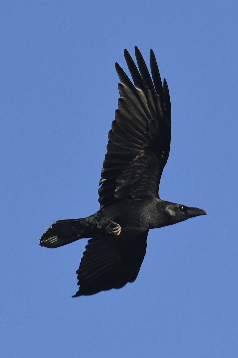 Common Raven - ML630799415