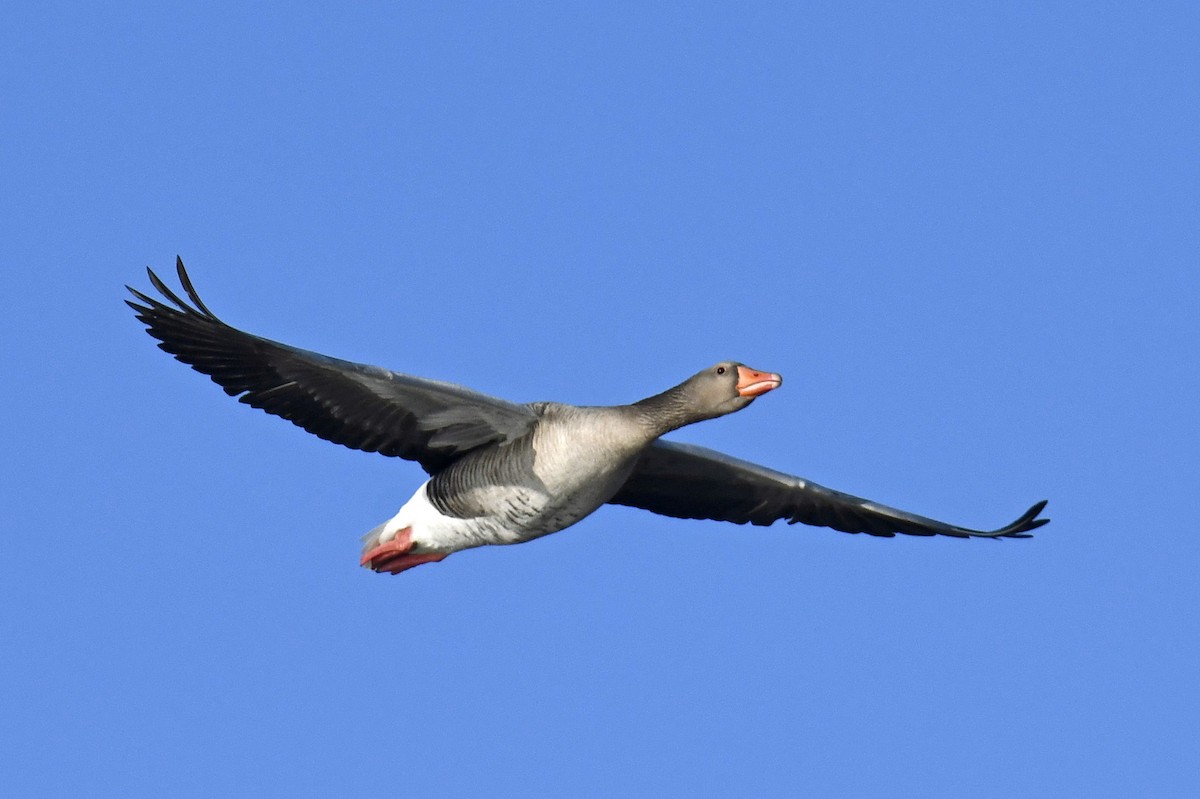 Graylag Goose - ML630799465