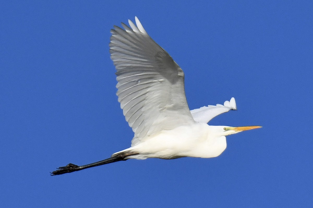 Great Egret - ML630799550