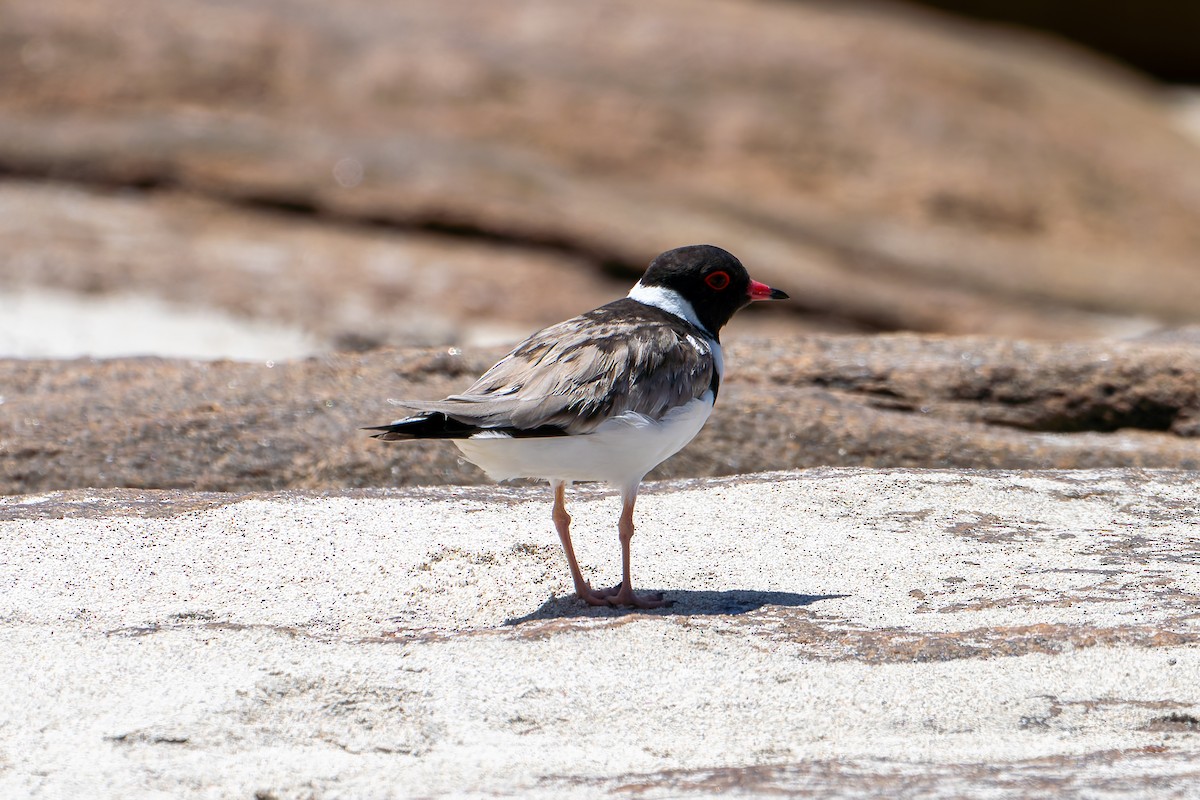 Hooded Plover - ML630799604