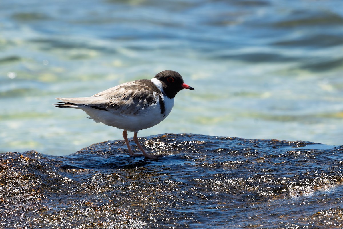 Hooded Plover - ML630799605