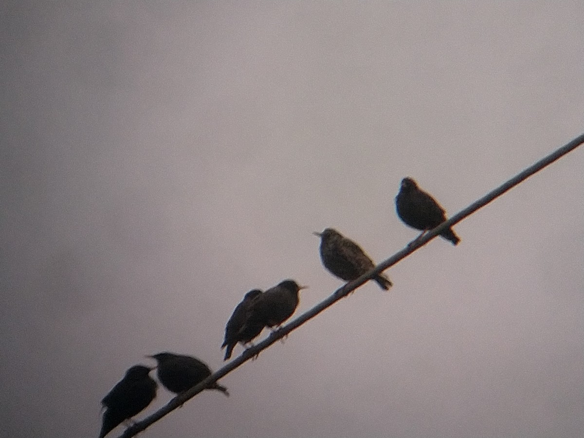 Spotless Starling - ML630799700