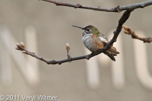 Rufous Hummingbird - ML630799757