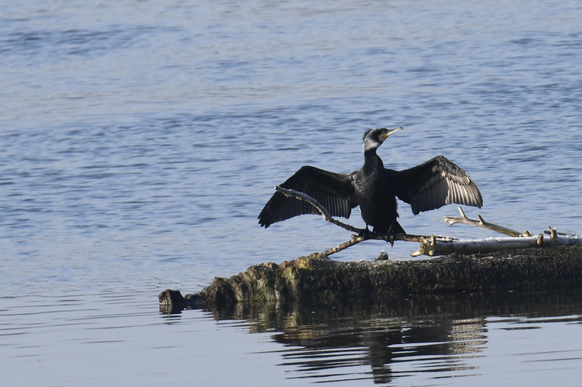Great Cormorant - ML630799780