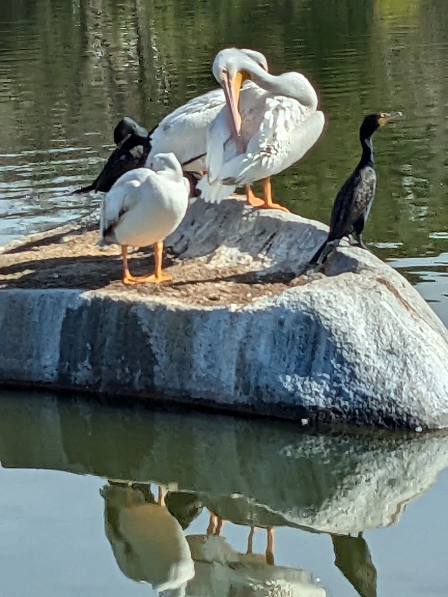 American White Pelican - ML630799890