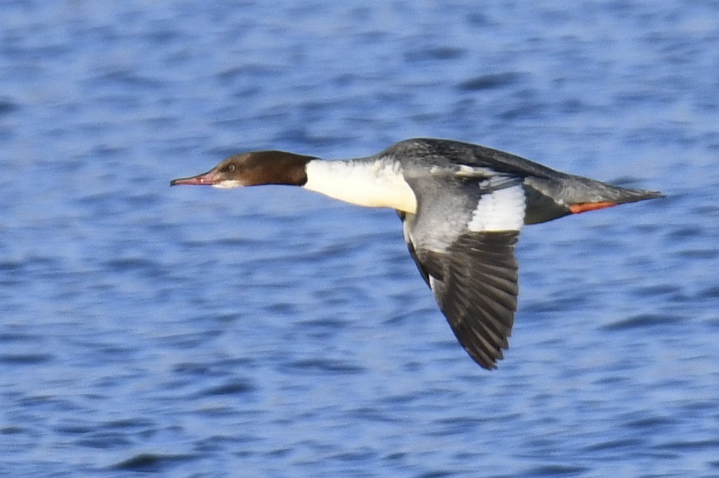 Common Merganser - ML630800022