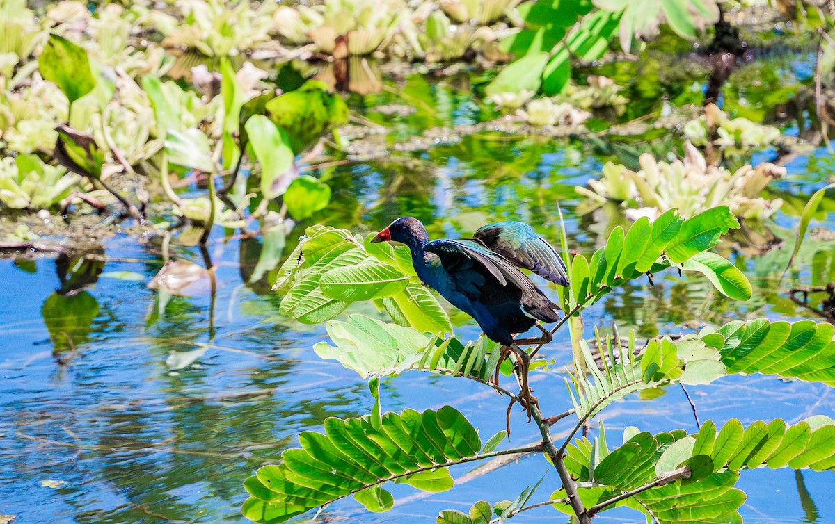 Purple Gallinule - ML630800103