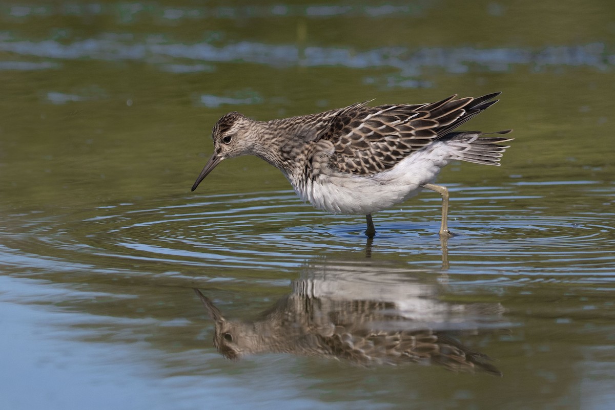 Graubrust-Strandläufer - ML630800113
