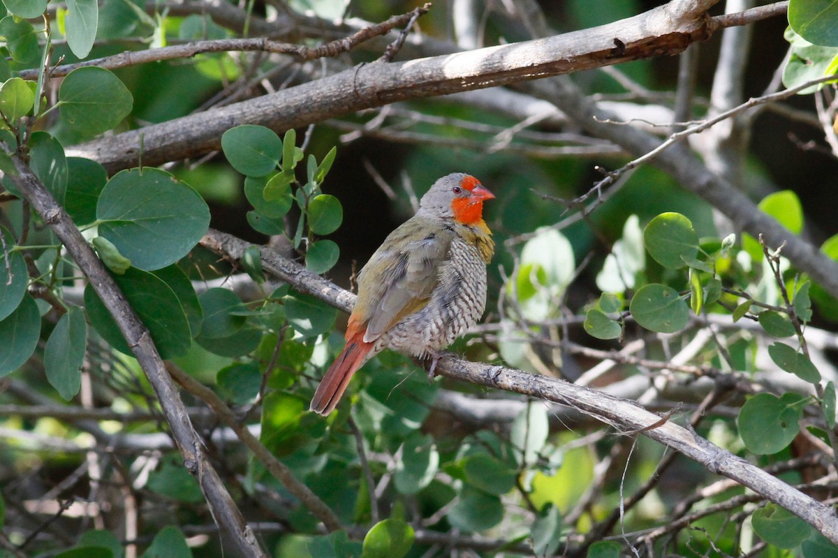 Green-winged Pytilia - ML630800173