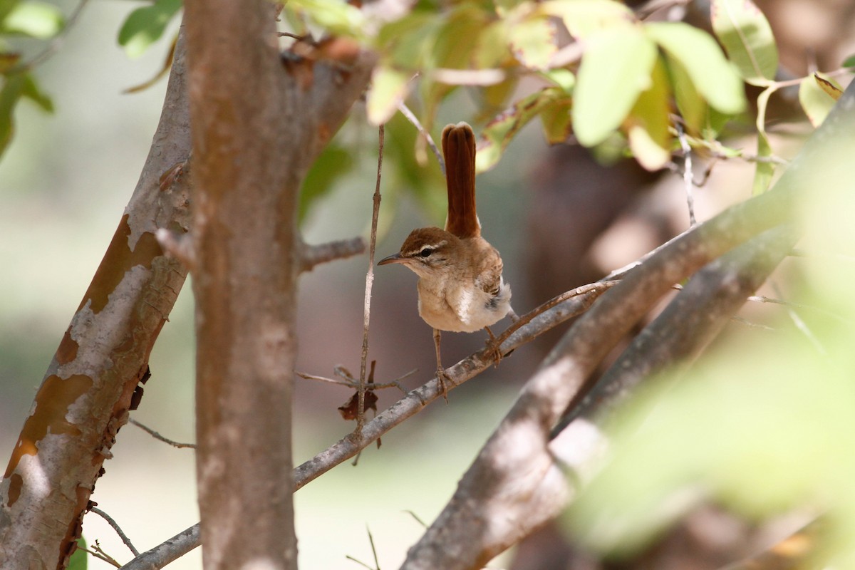 Rufous-tailed Scrub-Robin - ML630800188