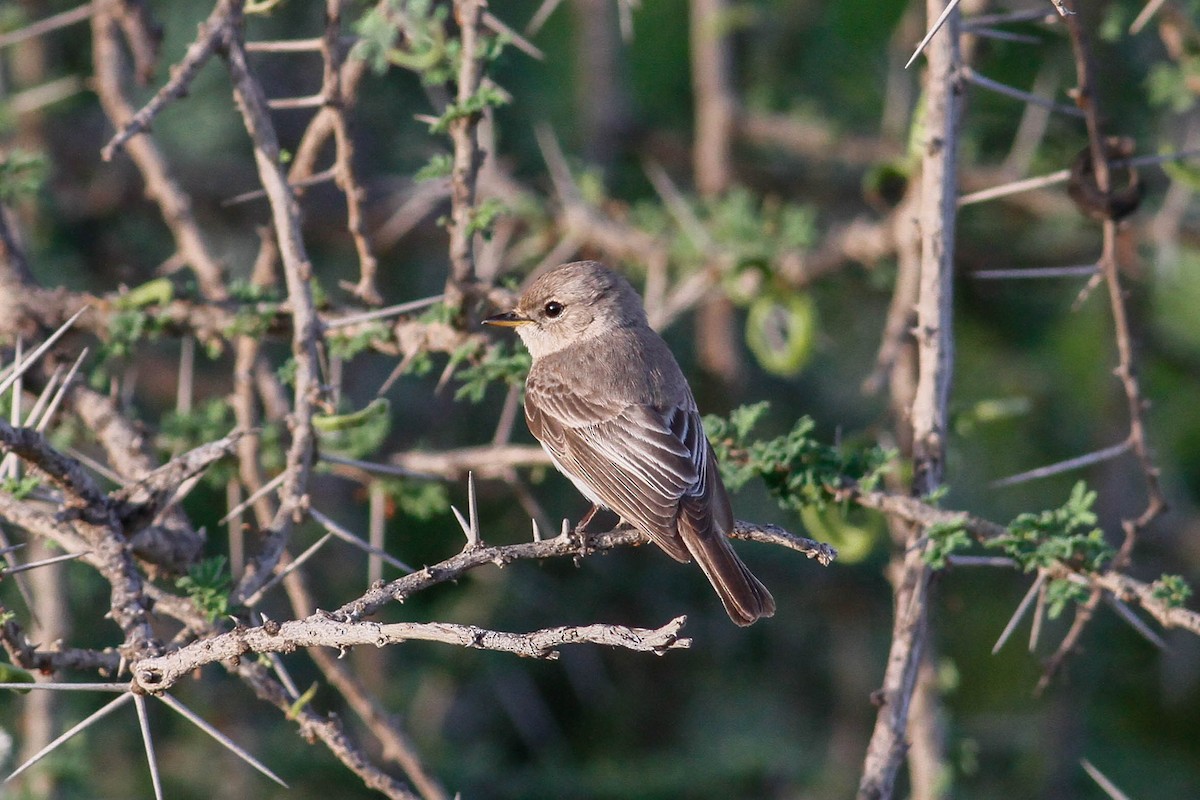 Gambaga Flycatcher - ML630800240