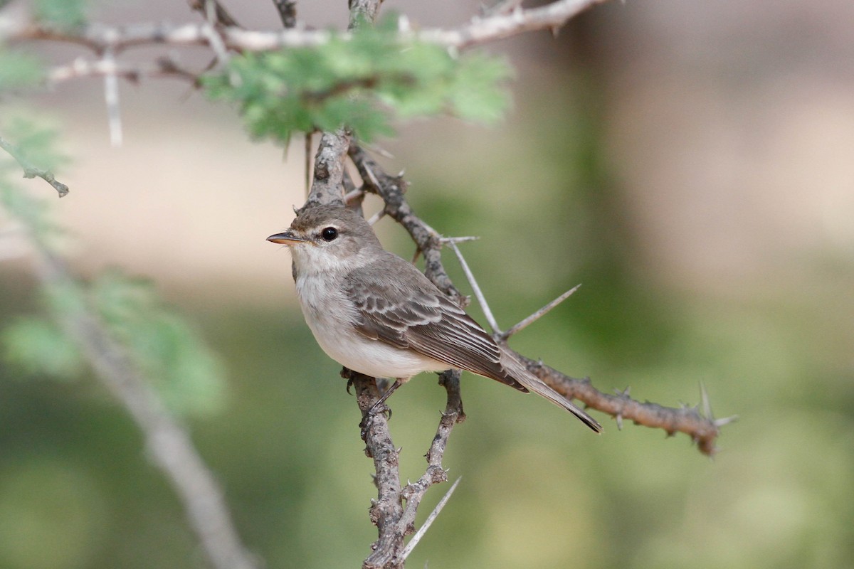 Gambaga Flycatcher - ML630800241