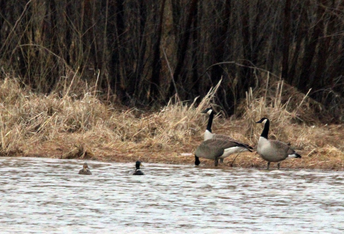 Mallard - ML630800249