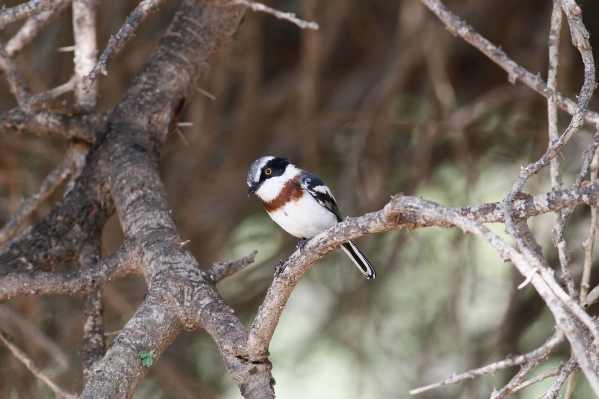 Gray-headed Batis - ML630800251