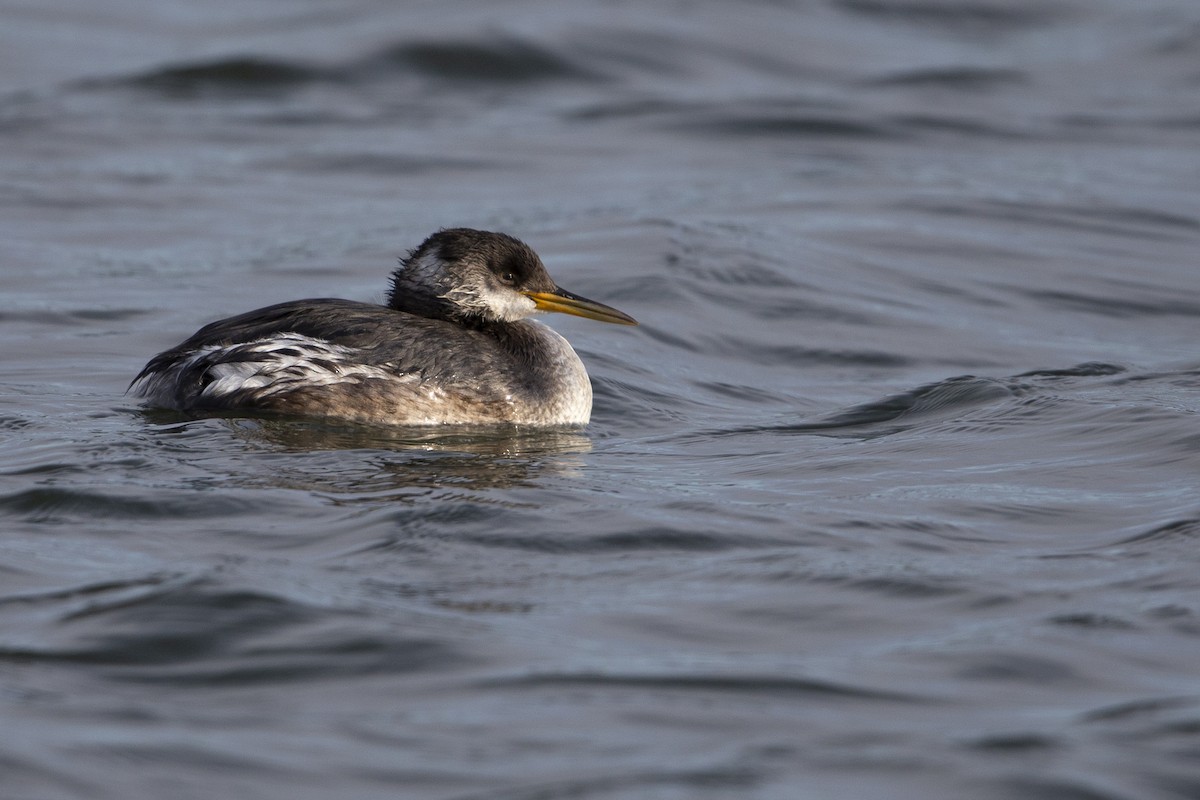 Буурал шунгуур - ML630800262