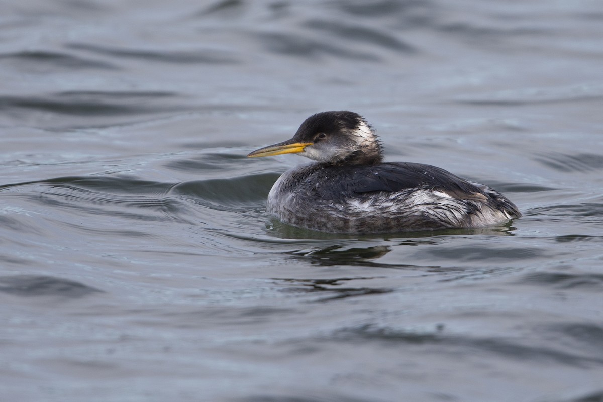 Буурал шунгуур - ML630800263