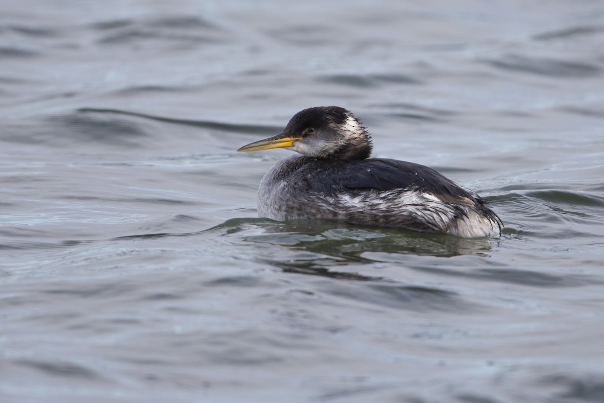 Буурал шунгуур - ML630800264