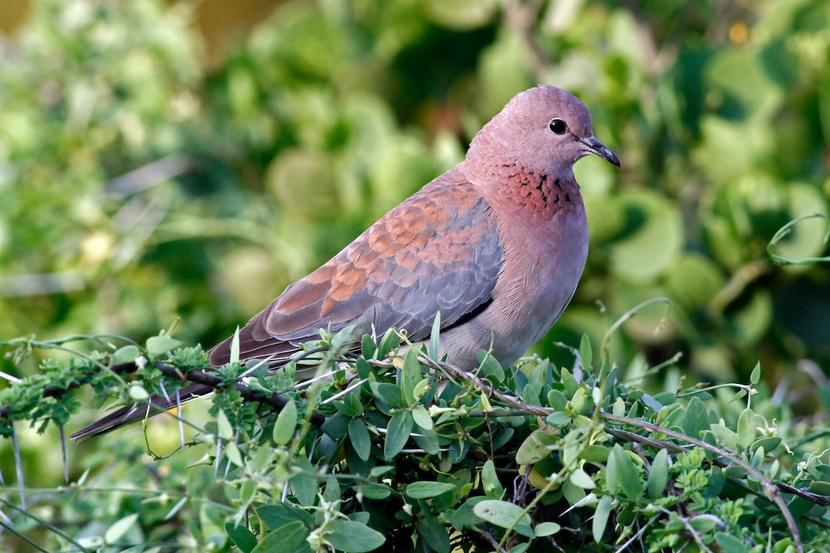 Laughing Dove - ML630800266