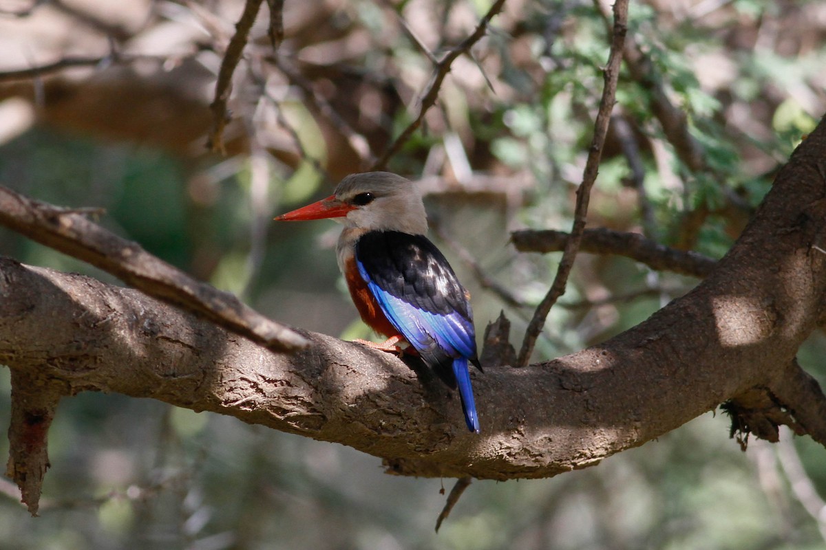 Gray-headed Kingfisher - ML630800300