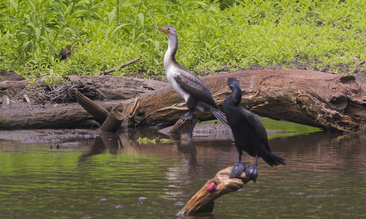 Neotropic Cormorant - Steve Kelling