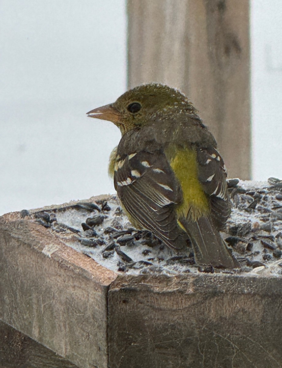 Piranga à tête rouge - ML630800370
