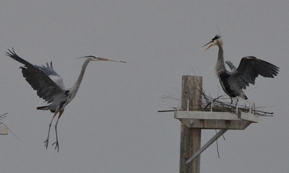 Great Blue Heron - ML630800428