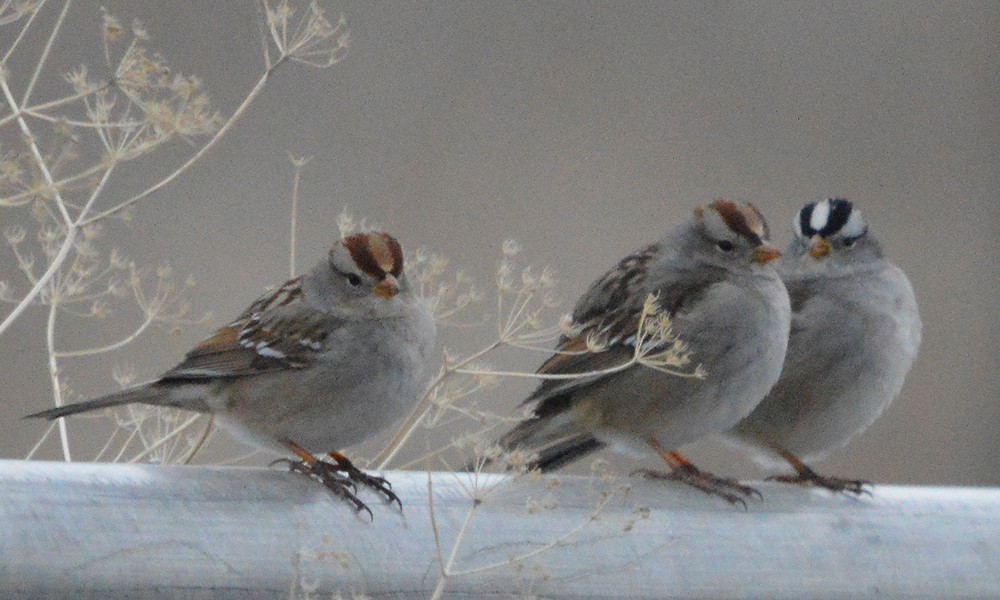 White-crowned Sparrow - ML630800435