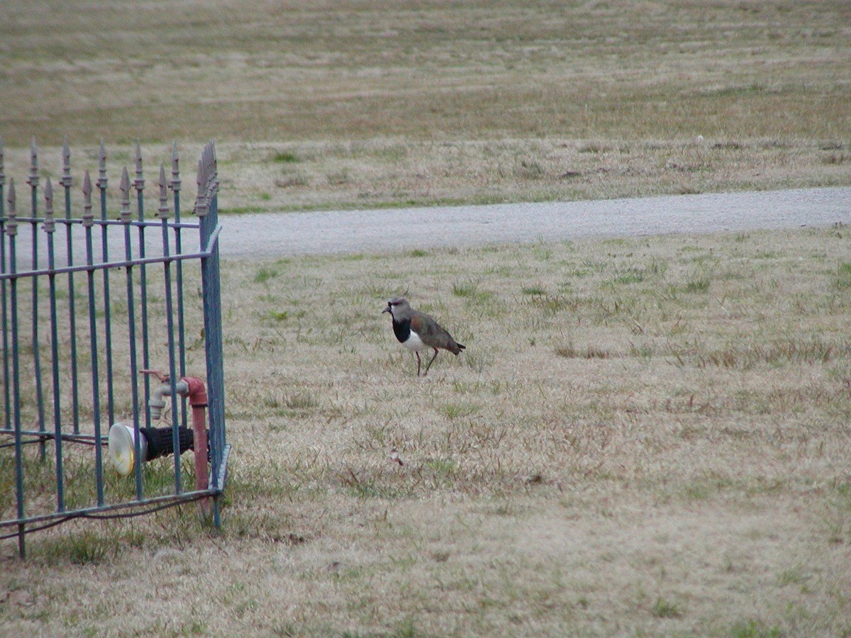 bronsevipe - ML630800478