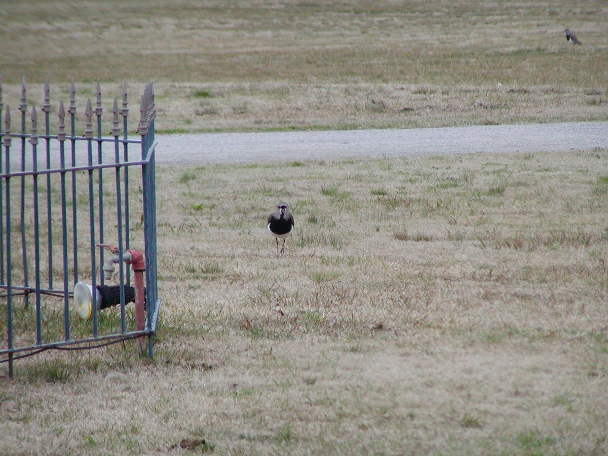 bronsevipe - ML630800479