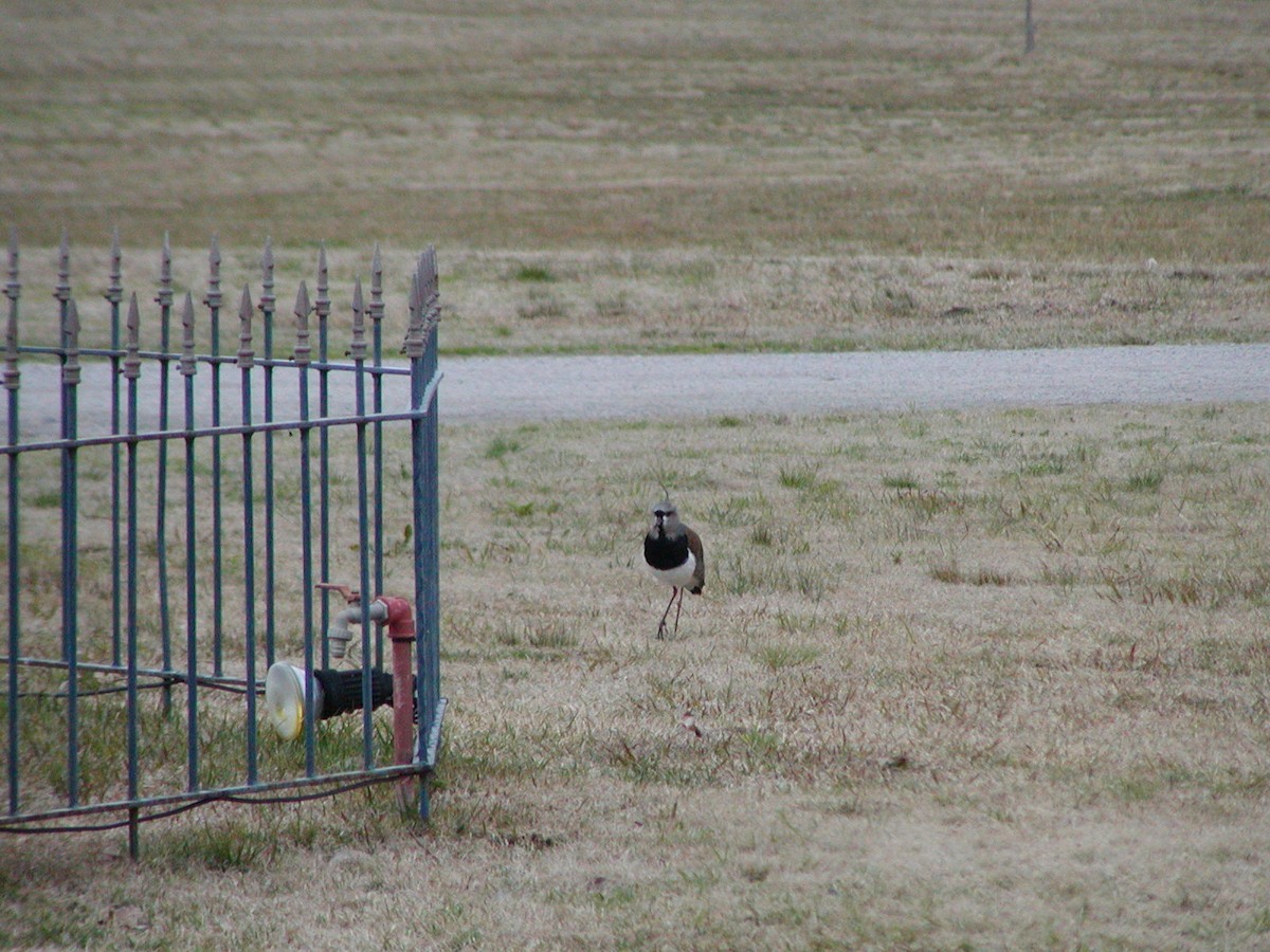 bronsevipe - ML630800480