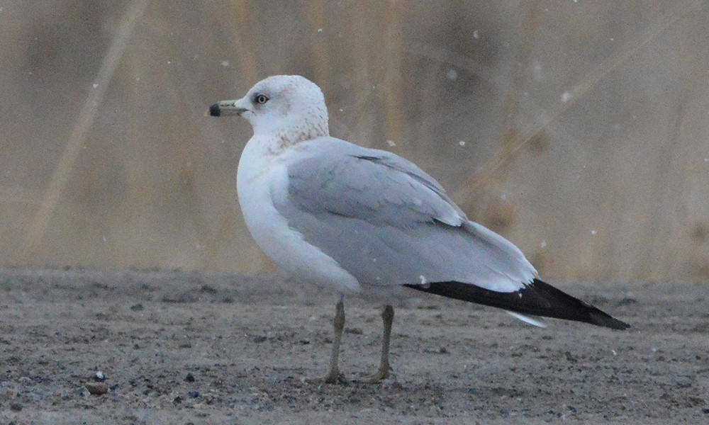 Ring-billed Gull - ML630800517