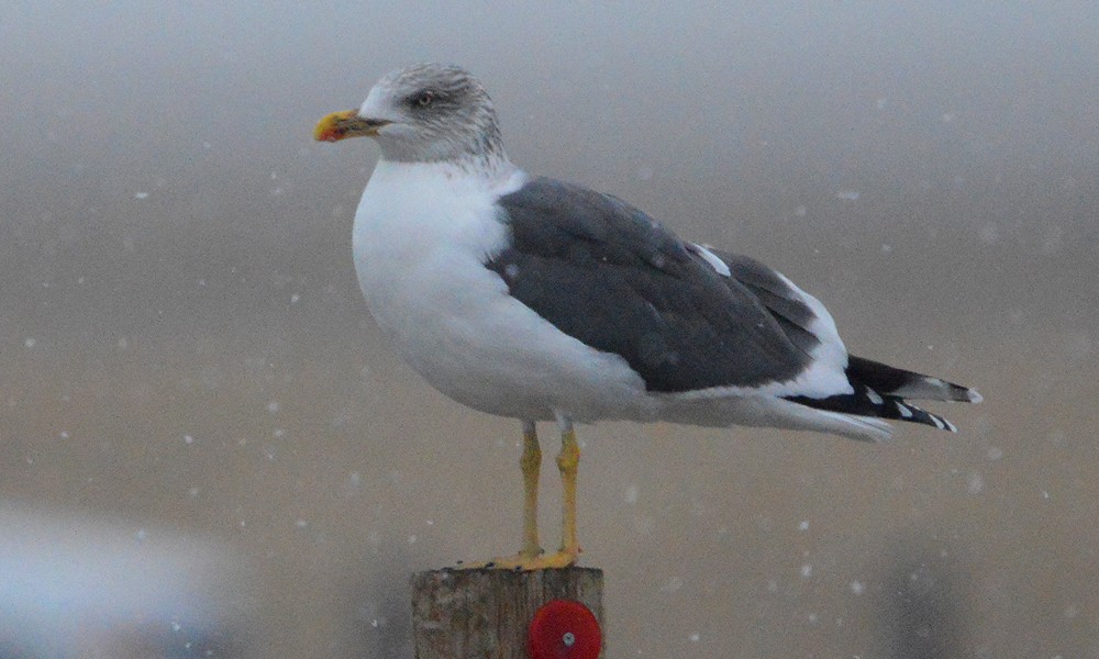 Lesser Black-backed Gull - ML630800553