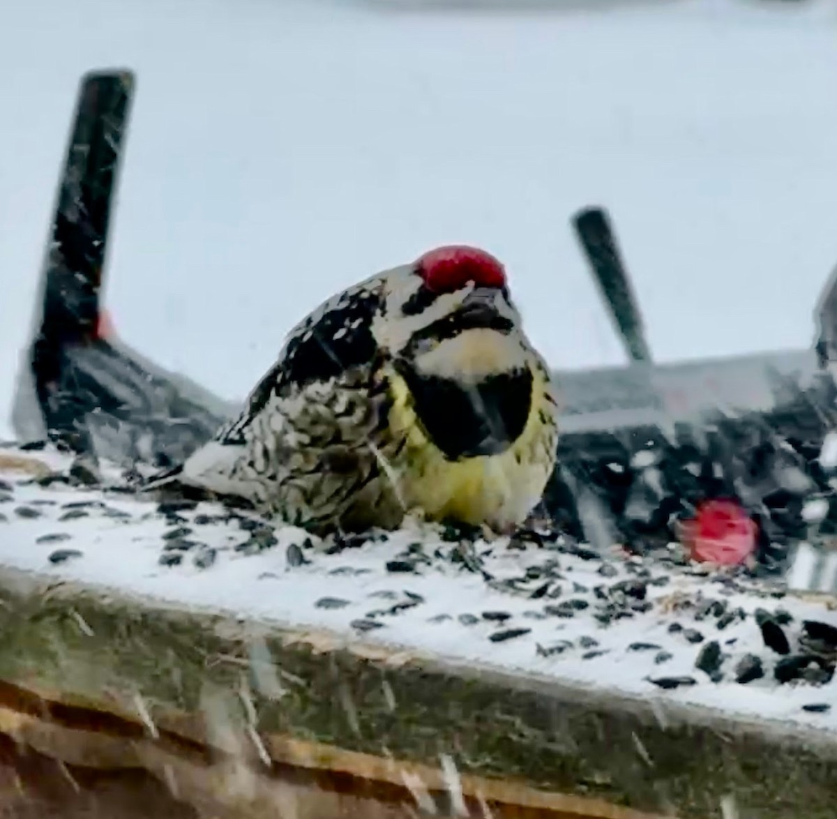 Pic maculé - ML630800559