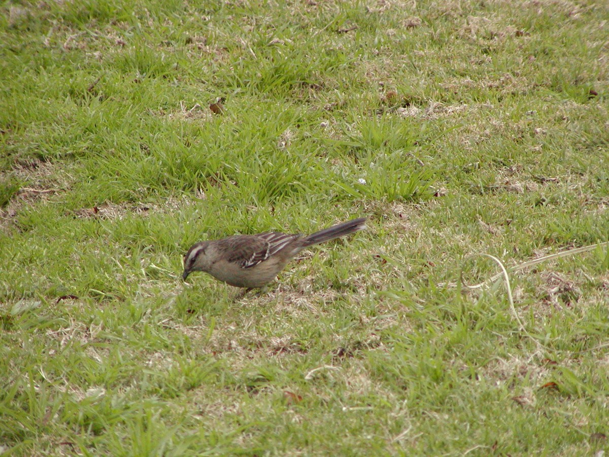 langbrynspottefugl - ML630800561