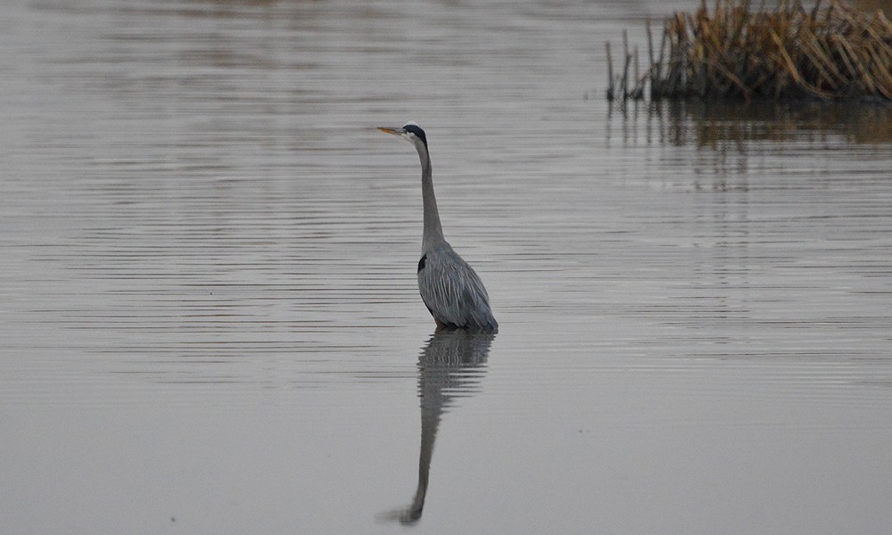 Great Blue Heron - ML630800564