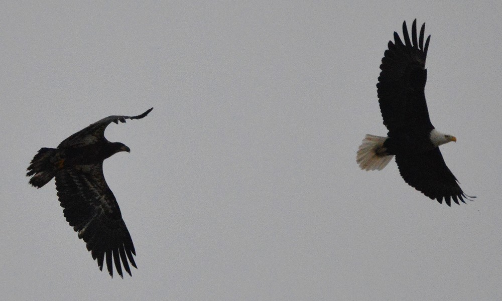 Bald Eagle - ML630800580