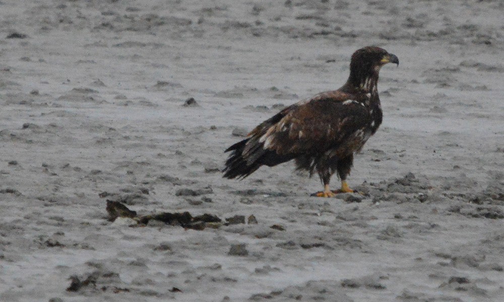 Bald Eagle - ML630800581