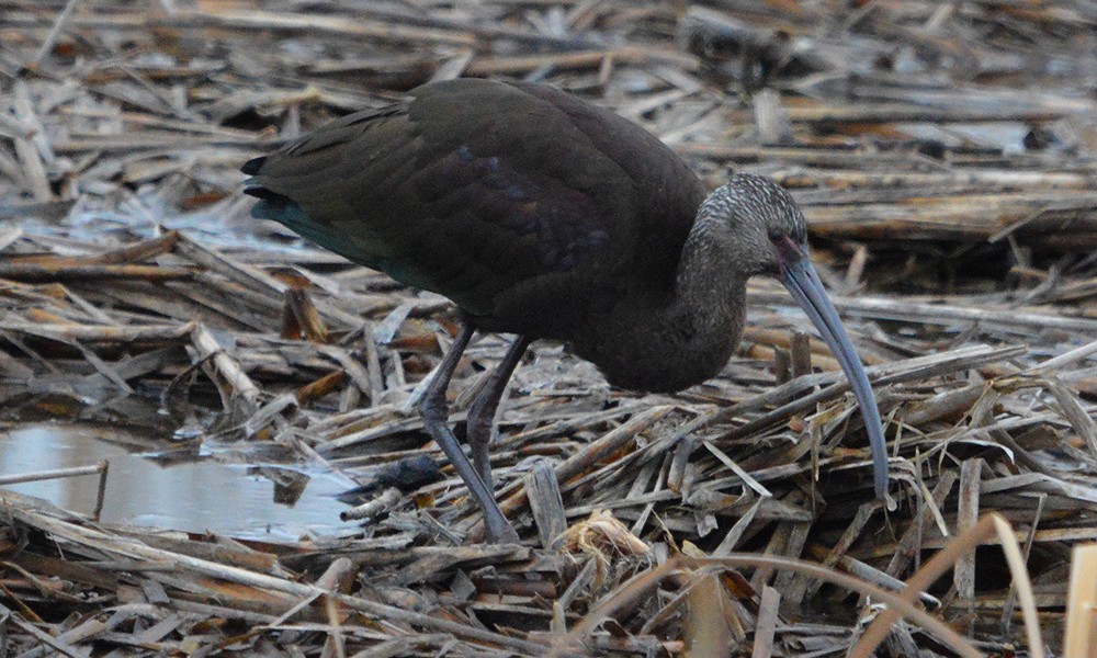 White-faced Ibis - ML630800608