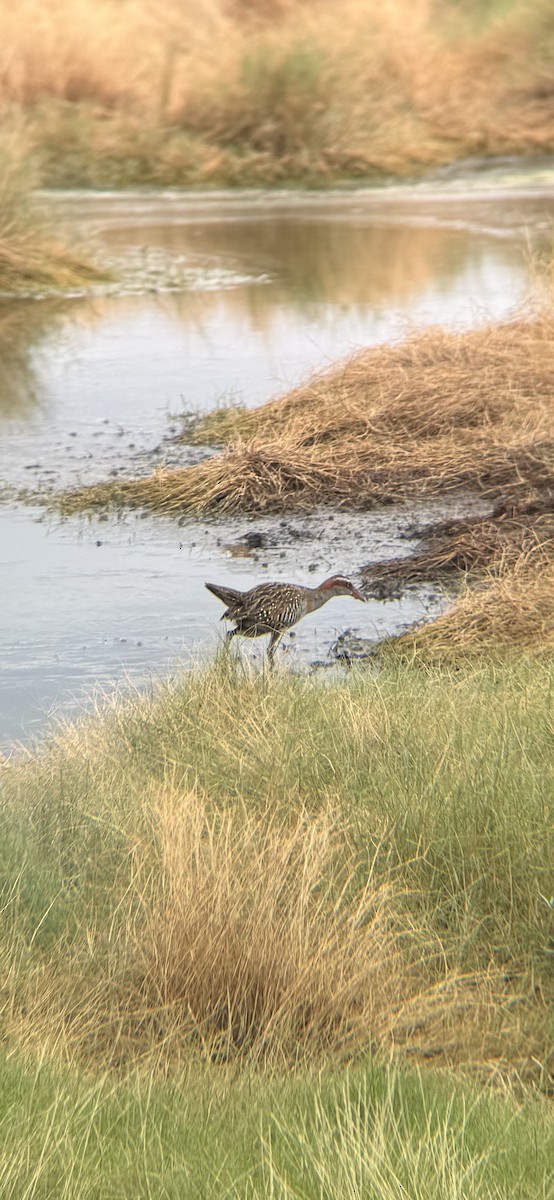 Buff-banded Rail - ML630800670