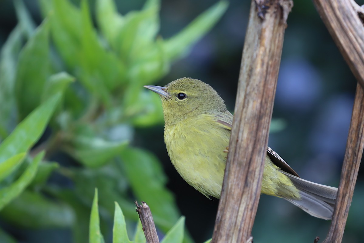 Orange-crowned Warbler - ML630800687