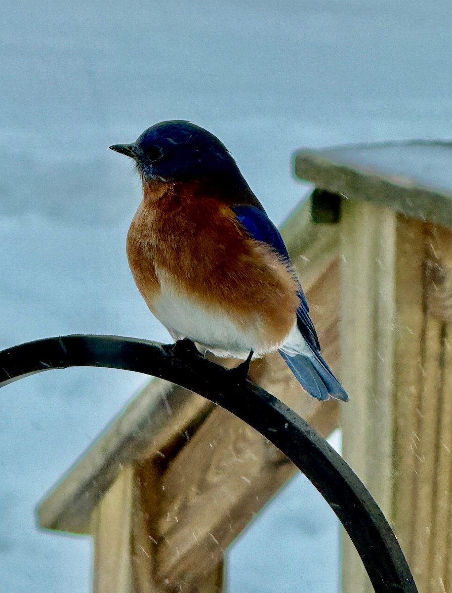 Merlebleu de l'Est - ML630800755