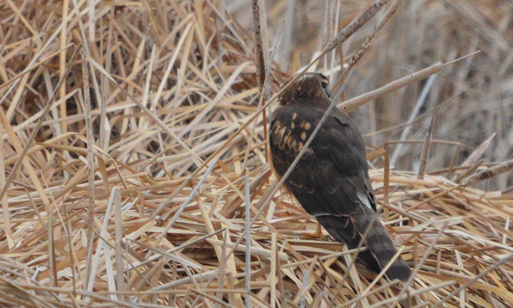 Northern Harrier - ML630800774